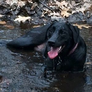 Meet your Posher, Big dog